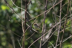 Acrocephalus dumetorum