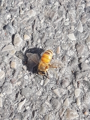 Apis mellifera