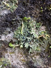 Bilimbia sabuletorum