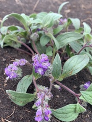 Phacelia humilis