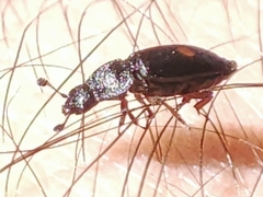 Nitidula bipunctata