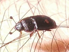 Nitidula bipunctata