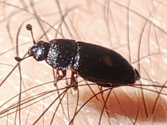 Nitidula bipunctata