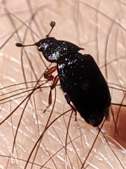 Nitidula bipunctata