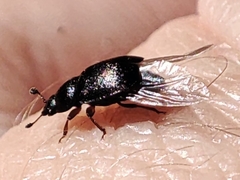 Nitidula bipunctata