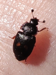 Nitidula bipunctata