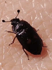 Nitidula bipunctata