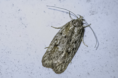Acantholena siccella