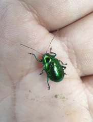 Chrysolina graminis