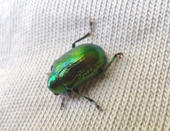 Chrysolina graminis