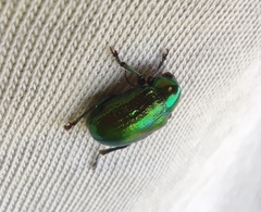 Chrysolina graminis