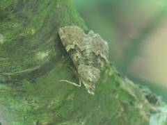 Xanthorhoe quadrifasiata