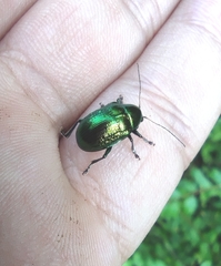 Chrysolina graminis