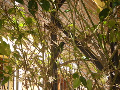 Thalurania glaucopis