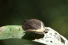 Lexias panopus