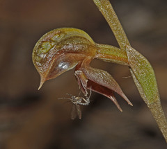 Pterostylis rufa