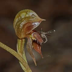 Pterostylis rufa