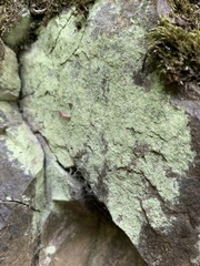 Psilolechia