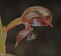 Pterostylis rufa