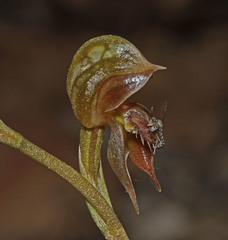 Pterostylis rufa