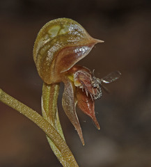 Pterostylis rufa