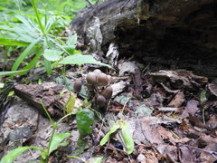 Coprinellus