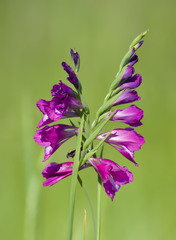 Gladiolus imbricatus