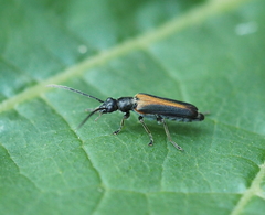 Anogcodes melanurus