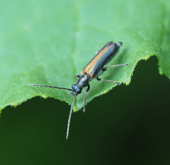 Anogcodes melanurus