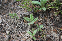 Polemonium pulcherrimum delicatum