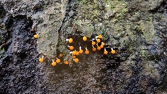 Physarum melleum