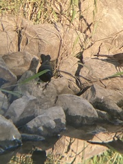 Quiscalus quiscula versicolor