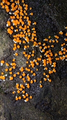 Physarum melleum