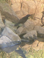 Quiscalus quiscula versicolor