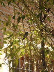 Thalurania glaucopis