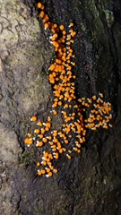 Physarum melleum