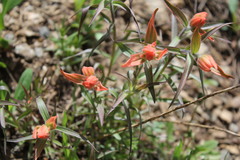 Castilleja rhexiifolia