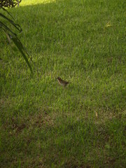 Zonotrichia capensis