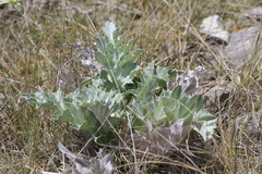 Carlina acanthifolia