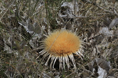 Carlina acanthifolia