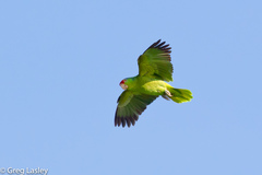 Amazona viridigenalis