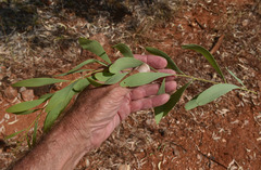 Acacia hemignosta