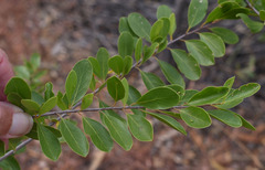 Petalostigma banksii