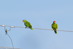 Amazona viridigenalis