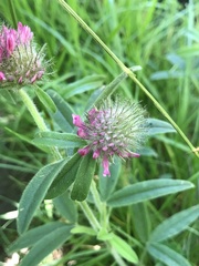 Trifolium alpestre