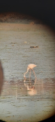 Phoenicopterus roseus
