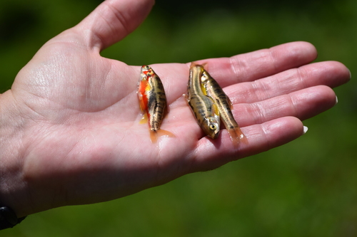 Chrosomus oreas
