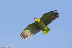 Amazona viridigenalis