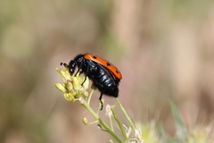 Hycleus scutellatus