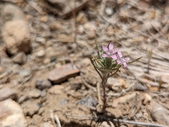 Eriastrum wilcoxii
